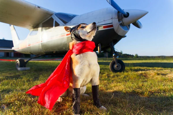 아키타 inu 강아지의 재미 있는 사진 — 스톡 사진