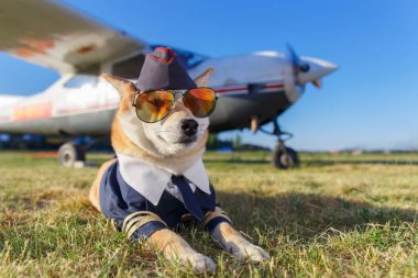 Akita Inu köpek komik fotoğraf