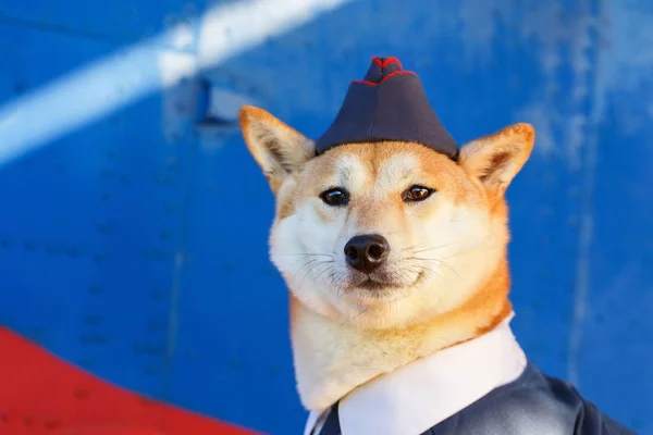 Sjovt billede af Akita Inu hunden - Stock-foto