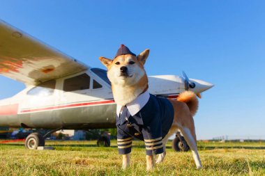 Akita Inu köpek komik fotoğraf