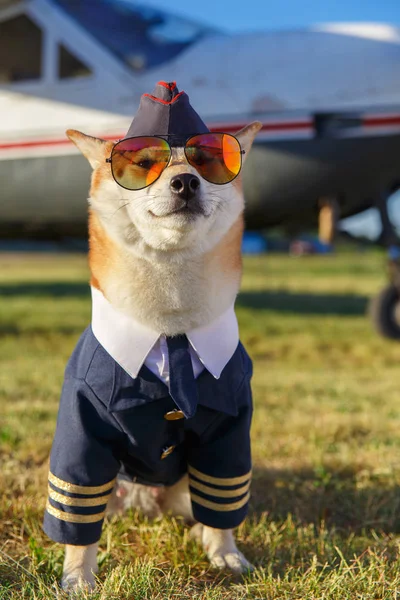 Foto divertida del perro Akita inu —  Fotos de Stock