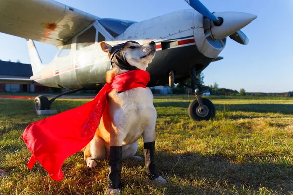 รูปตลกของสุนัข Akita Inu — ภาพถ่ายสต็อก