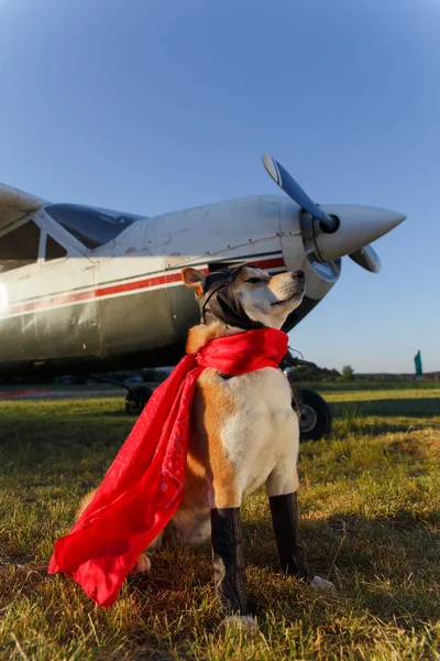 Vtipné Foto Psa Shiba Inu Pilotní Obleku Letišti — Stock fotografie