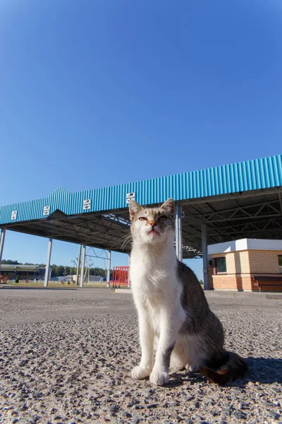 Gato sin hogar posando en un puesto de control de automóvil — Foto de Stock