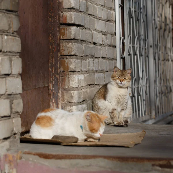 İki kırmızı sokak kedisinin kare fotoğrafı — Stok fotoğraf
