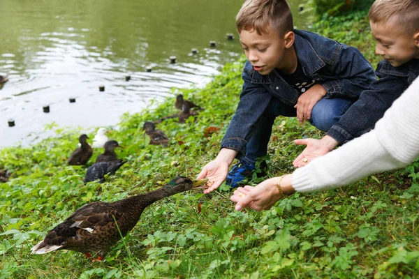 Dwóch chłopców i ich matka karmią kaczki. — Zdjęcie stockowe