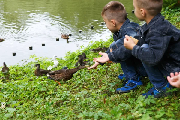 İki çocuk ve anneleri ördekleri besliyor. — Stok fotoğraf