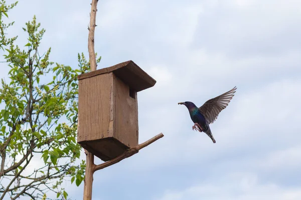 Starling Vuela Hasta Pajarera Tiene Comida Para Los Chicks Pico —  Fotos de Stock