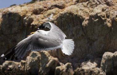 Martı denizin üzerinde uçuyor.