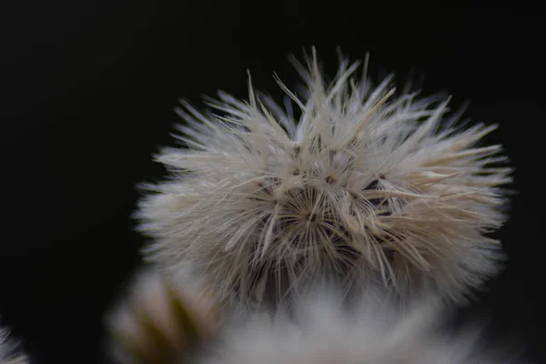 Close-up of a dandelion with a blurred black background — Stock Photo, Image