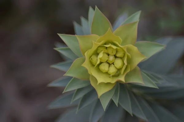 Primo piano di euphorbia myrisnites cactus in fiore con sfondo sfocato, grande profondità di campo. Concetto primavera — Foto Stock