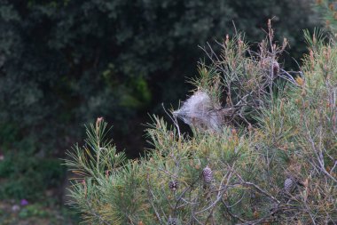 Çam işlemeli tırtıl, Thaumetopoea pityokamppa yuvası bir çam ağacına