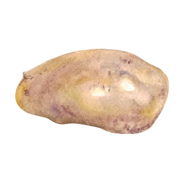 Картопля Акварель Рука Намальована Ілюстрація Ізольована Білому Тлі — стоковий вектор