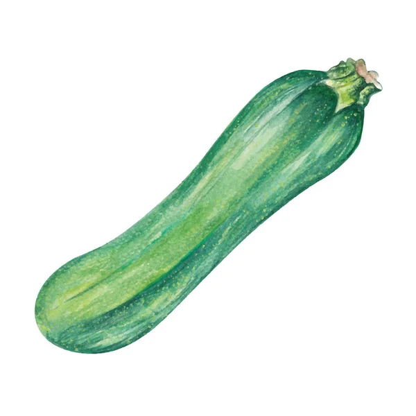 Zucchini Aquarell Handgezeichnete Illustration Isoliert Auf Weißem Hintergrund — Stockvektor