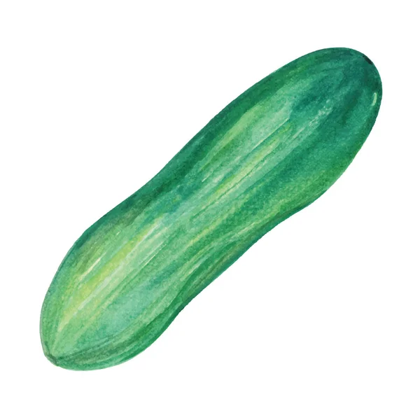 Hand Dras Akvarell Illustration Färsk Grön Gurka Isolerad Den Vita — Stock vektor