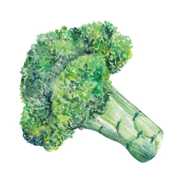 Brócoli Acuarela Ilustración Dibujada Mano Aislada Sobre Fondo Blanco — Archivo Imágenes Vectoriales