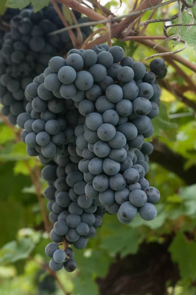 Куча винограда для производства вина — стоковое фото