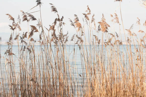 Zuckerrohrdickicht am Gardasee, Italien — Stockfoto