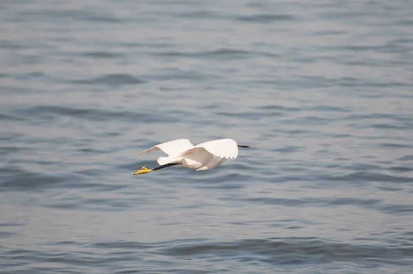 the Garzetta is the little egret aquatic bird.  Ronchi near Lazi