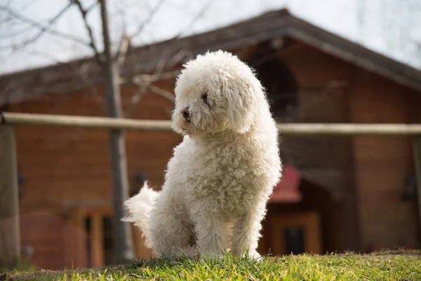 Poedel hond buiten op groen gazon en huis achtergrond — Stockfoto