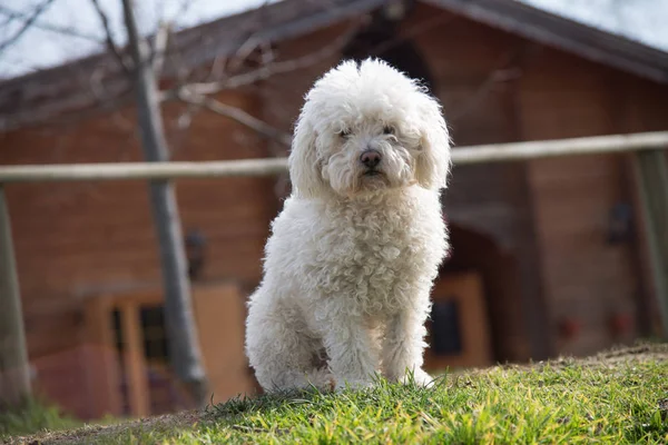 Poedel hond buiten op groen gazon en huis achtergrond — Stockfoto