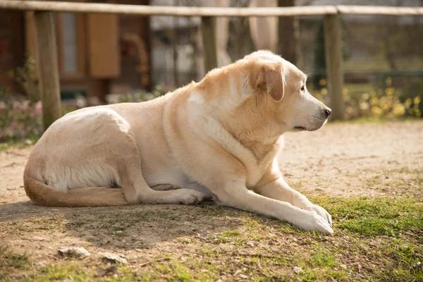 Labrador hond buiten op groen gazon en huis achtergrond — Stockfoto