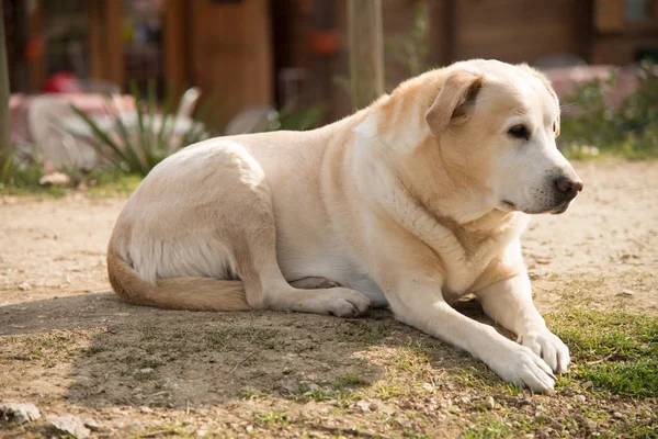 Labrador hond buiten op groen gazon en huis achtergrond — Stockfoto