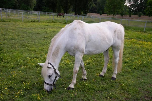 Weißen Andalusier mit schwarzen Friesen-Pferd — Stockfoto ...