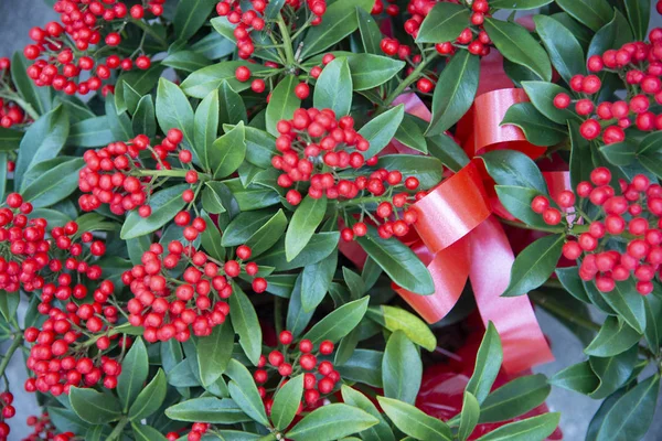 Christmas Plant Red Berries Red Bow Leaves Berries — Stock Photo, Image