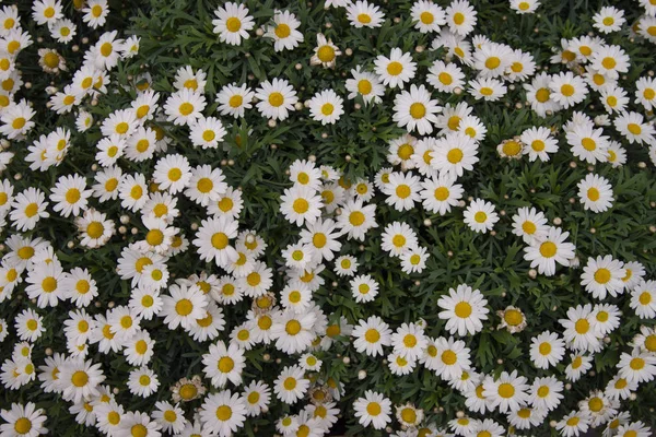 Stokrotki Lub Stokrotki Kwiatowe Kwiaty Liście Wiosenne Kwiaty Tej Wieloletniej — Zdjęcie stockowe