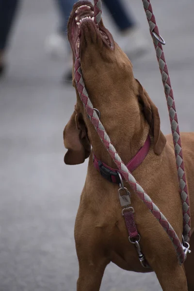 Hond Aan Een Riem Van Hongaarse Vizsla Ras Van Pointer — Stockfoto