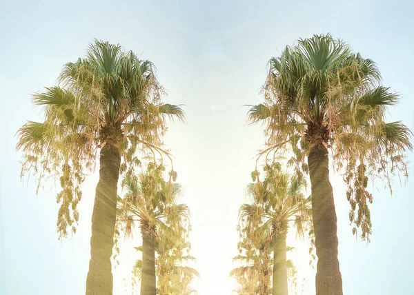 Ruelle des palmiers sur le chemin de la plage . — Photo