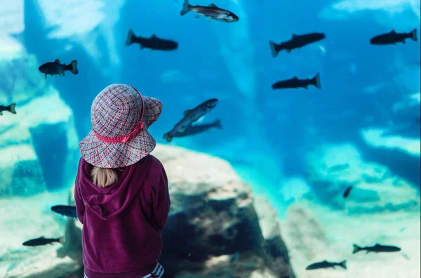 Девушка Смотрит Рыбу Венском Зоопарке — стоковое фото