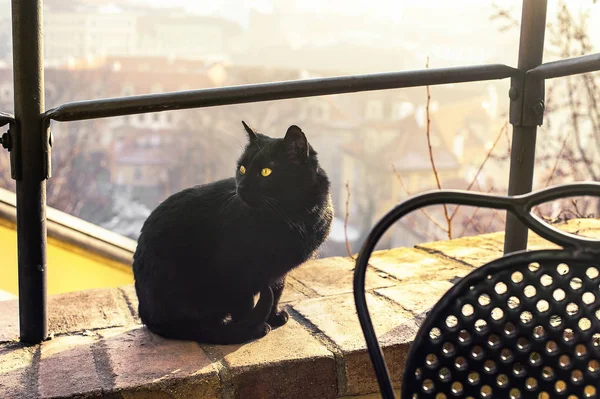 Black cat with amber eyes sitting at Prague\'s castle