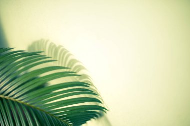 Büyük yeşil palmiye yaprağı ve gölge