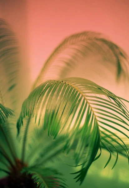 Large green palm leaf and a shadow — Stock Photo, Image