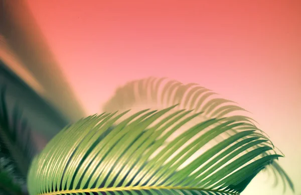 Stora gröna palmblad och en skugga — Stockfoto