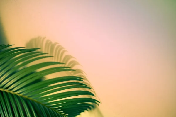 Large green palm leaf and a shadow — Stock Photo, Image