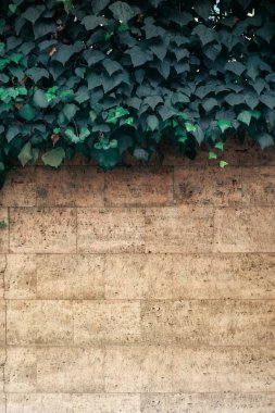 Ivy ile dikey duvar zemin bırakır 