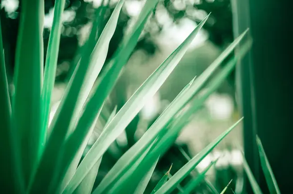 Greenery abstract background — Stock Photo, Image