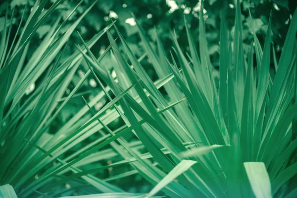 Hojas verdes de un fondo abstracto palmera — Foto de Stock
