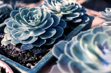 Su ile güzel büyük sulu damla bir pot Önden Görünüm 