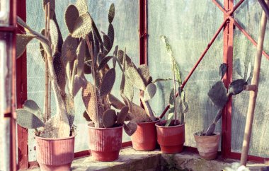 Bir sürü tencere bir pencere üzerinde yuvarlak kaktüsler