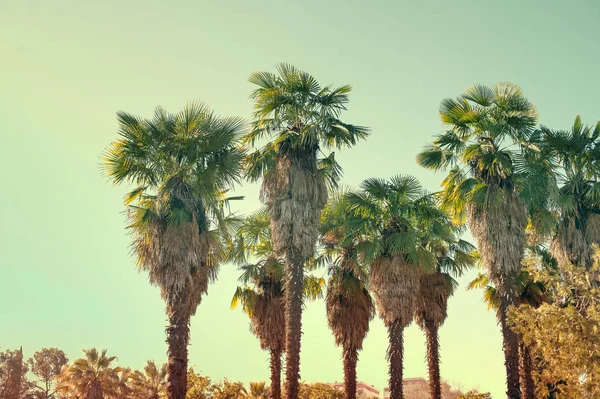 Büyük Yaprakları Uzun Palmiye Ağaçları Vintage Tonda — Stok fotoğraf