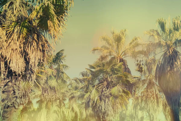 Several Tall Palm Trees Vintage Toning — Stock Photo, Image