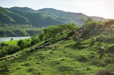 Koyun bir tepede Arnavutluk doğa