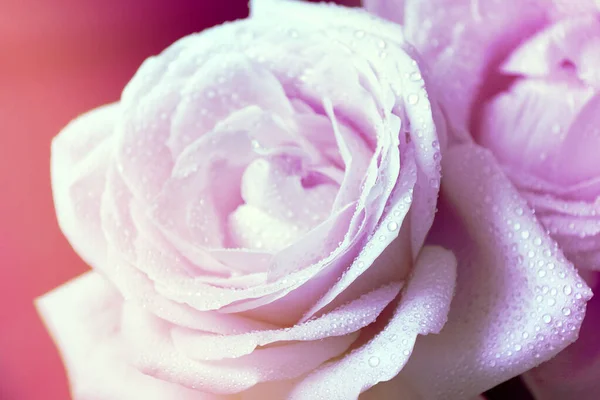 Крупный план розовых лепестков росы — стоковое фото