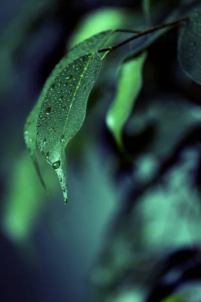 Primer plano del follaje verde fresco con gotas de agua después de la lluvia —  Fotos de Stock