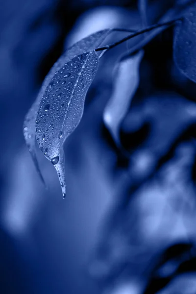 Close-up de folhagem fresca com gotas de água após a chuva — Fotografia de Stock