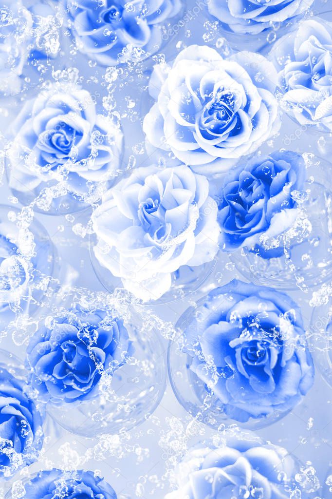 roses in soft blue toning with main color of 2020 style for background